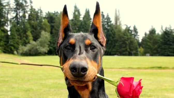 Bazı Köpek Cinslerinin Korkunç olduğunun Kanıtı