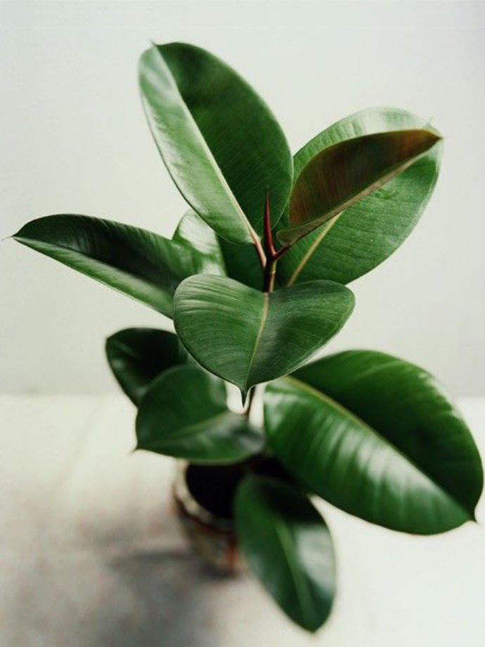 Yaşam Alanınızı Tamamıyla Değiştirecek Feng Shui İpuçları