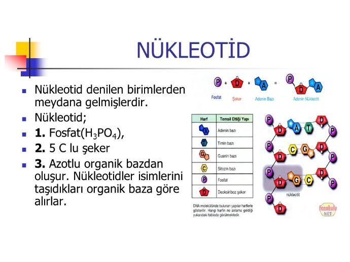 Irkçılık Yapmadan Önce Bir Kez Daha Düşün!