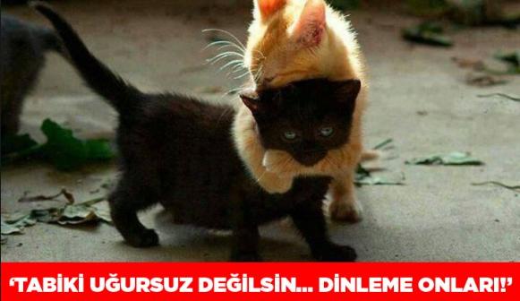 Annelik Duygusunu Hayvanların da Dibine Kadar Yaşadığını Gösteren Muhteşem Fotoğraflar