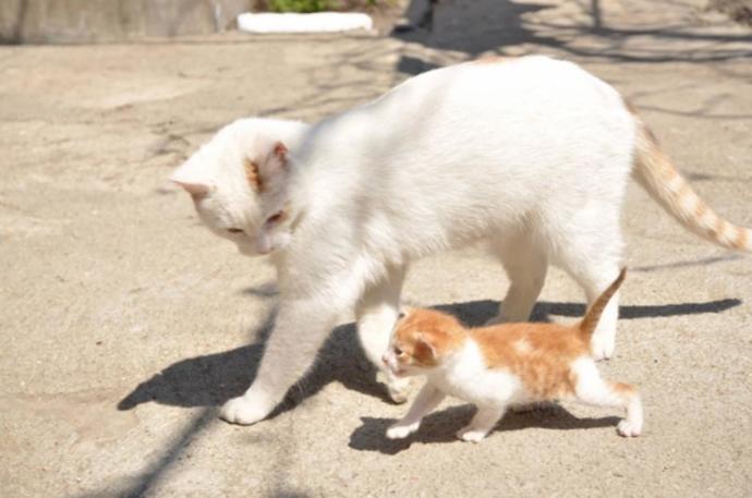 Annelik Duygusunu Hayvanların da Dibine Kadar Yaşadığını Gösteren Muhteşem Fotoğraflar
