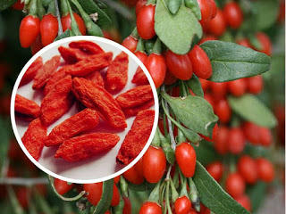 Sağlık Kaynağı Gojiberry Hakkında... 