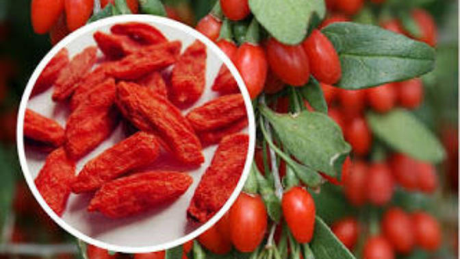 Sağlık Kaynağı Gojiberry Hakkında...