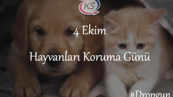 4 Ekim Hayvanları Koruma Günü! Onlara Sahip Çık!