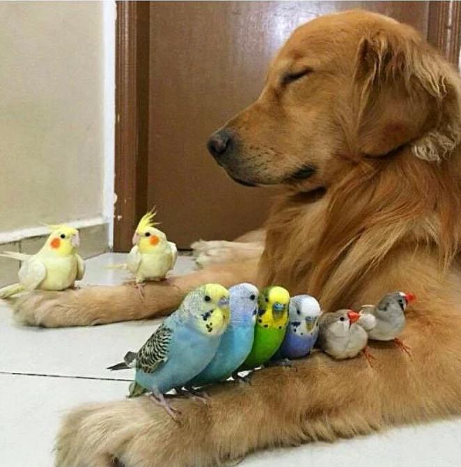 4 Ekim Hayvan Hakları ve Hayvanların Hayatımızdaki Yeri