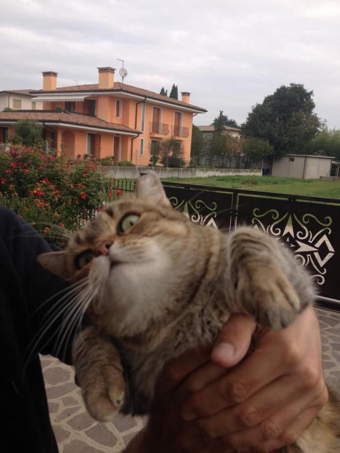 Sadece Kedi Sahibi Olanların Hissettiği O Duygular!