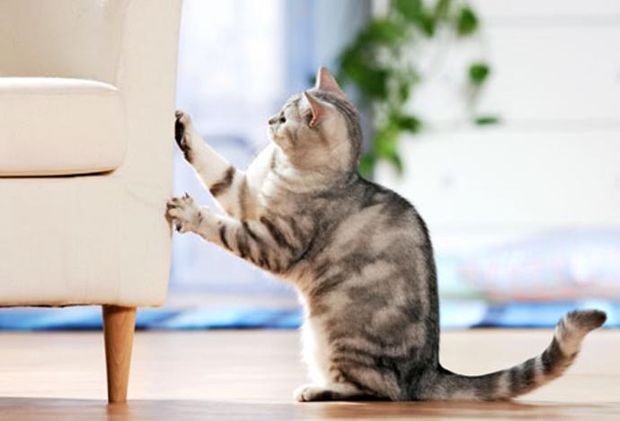 Sadece Kedi Sahibi Olanların Hissettiği O Duygular!