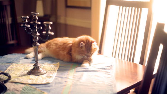 Sadece Kedi Sahibi Olanların Hissettiği O Duygular!