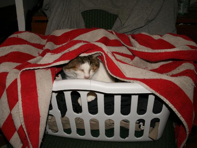 Sadece Kedi Sahibi Olanların Hissettiği O Duygular!