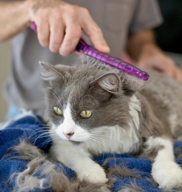 Sadece Kedi Sahibi Olanların Hissettiği O Duygular!