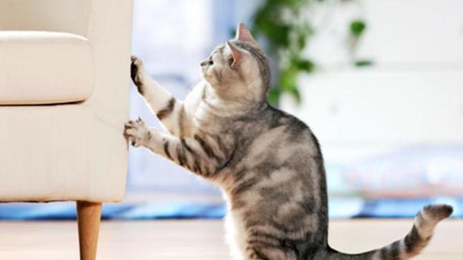 Sadece Kedi Sahibi Olanların Hissettiği O Duygular!