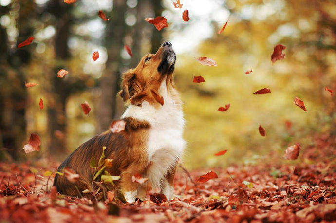 Fotoğraflarla Sonbahar ve Köpeklerin Dansı