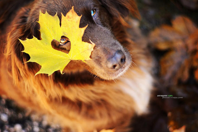Fotoğraflarla Sonbahar ve Köpeklerin Dansı
