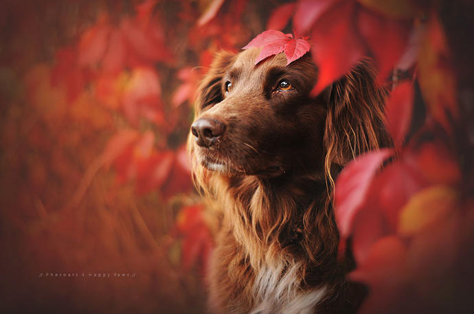 Fotoğraflarla Sonbahar ve Köpeklerin Dansı