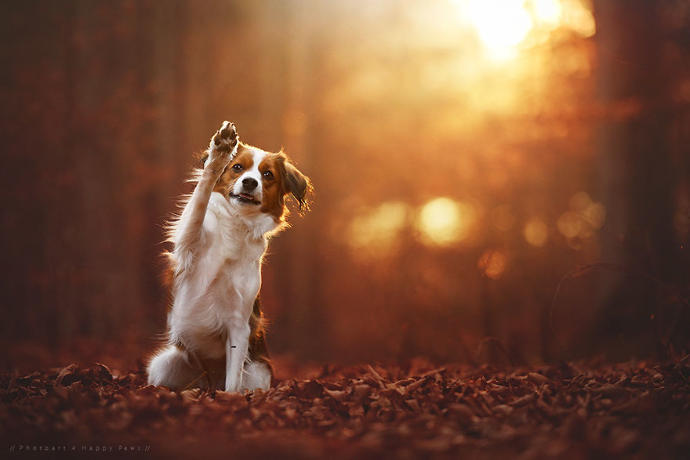 Fotoğraflarla Sonbahar ve Köpeklerin Dansı