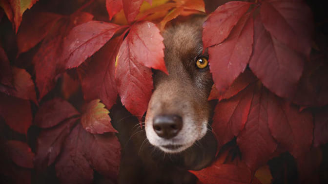 Fotoğraflarla Sonbahar ve Köpeklerin Dansı