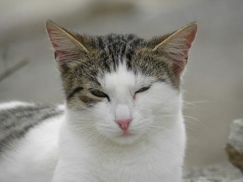 Kedi Ve Köpek Arasındaki Davranış Farklılıkları!