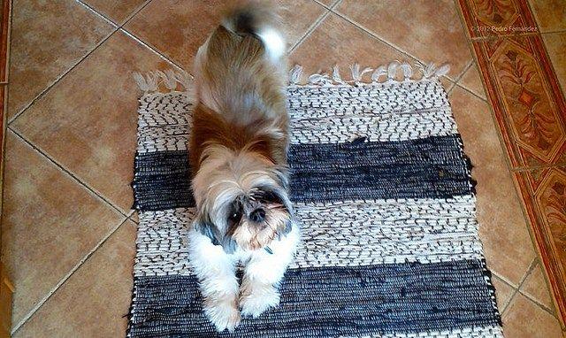 Kedi Ve Köpek Arasındaki Davranış Farklılıkları!