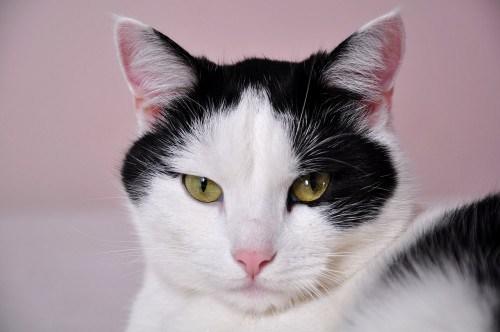 Kedi Ve Köpek Arasındaki Davranış Farklılıkları!