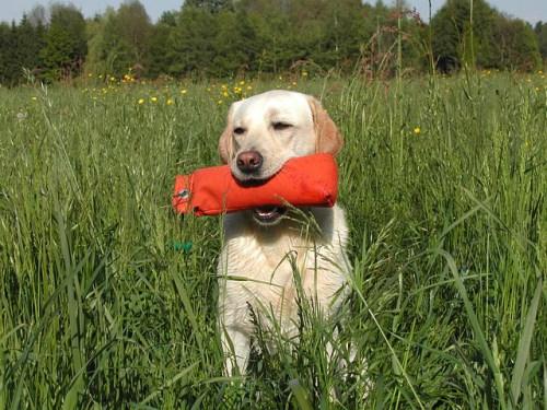 Kedi Ve Köpek Arasındaki Davranış Farklılıkları!