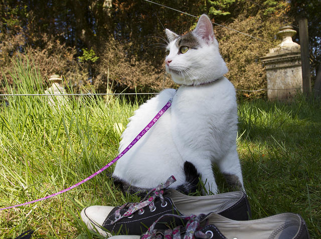 Kedi Ve Köpek Arasındaki Davranış Farklılıkları!