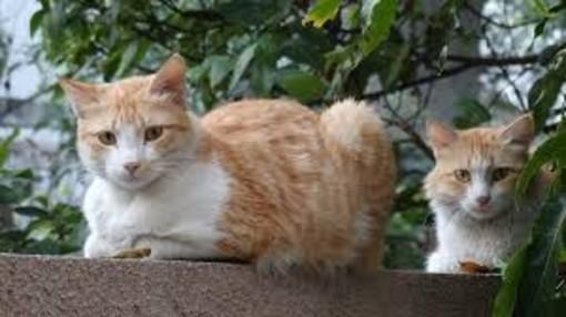 Kedi Ve Köpek Arasındaki Davranış Farklılıkları!