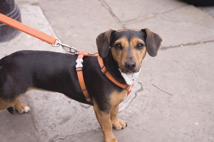 Kedi Ve Köpek Arasındaki Davranış Farklılıkları!
