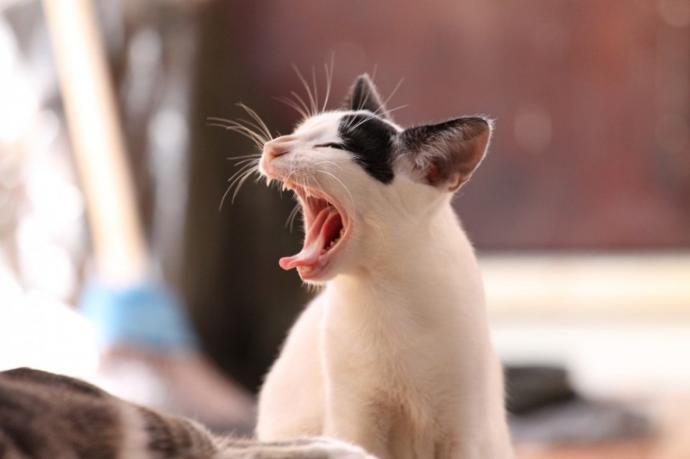 Kedi Ve Köpek Arasındaki Davranış Farklılıkları!