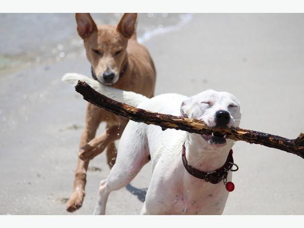 Kedi Ve Köpek Arasındaki Davranış Farklılıkları!