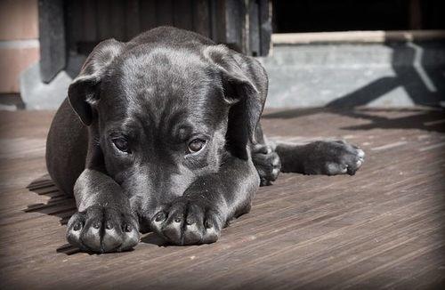 Kedi Ve Köpek Arasındaki Davranış Farklılıkları!