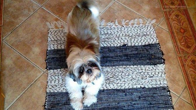 Kedi Ve Köpek Arasındaki Davranış Farklılıkları!