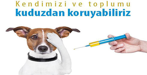 Sokak Hayvanlarını Seveyim Derken Dikkatli Olun