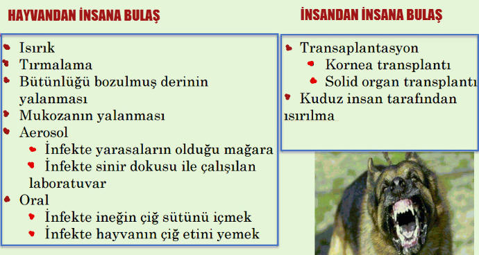 Sokak Hayvanlarını Seveyim Derken Dikkatli Olun