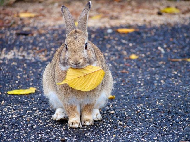 Japonya'nın Tavşan Cenneti: Okunoshima