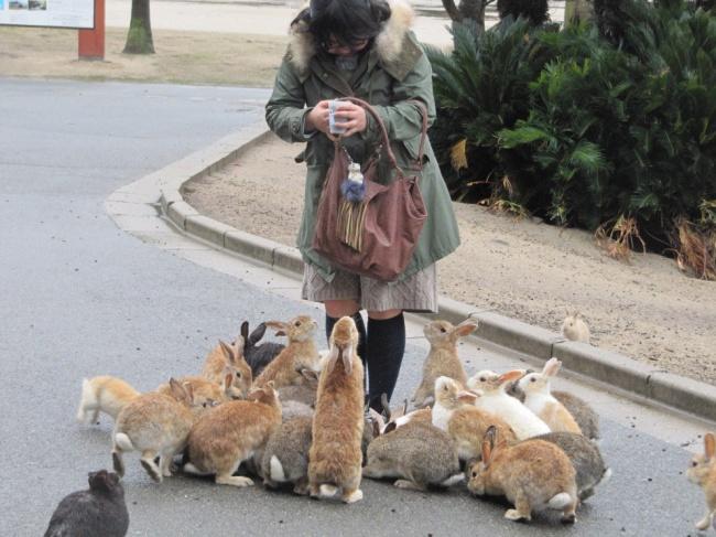 Japonya'nın Tavşan Cenneti: Okunoshima