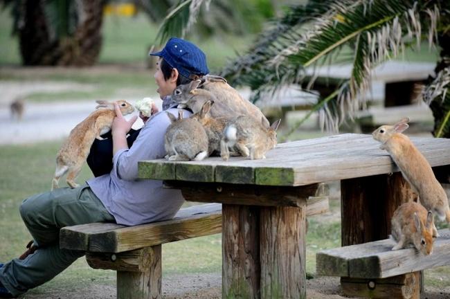 Japonya'nın Tavşan Cenneti: Okunoshima