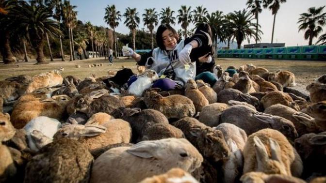 Japonya'nın Tavşan Cenneti: Okunoshima