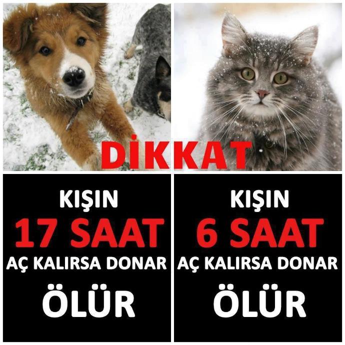 Gerçekten Hayvansever Misiniz?