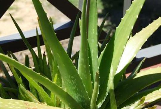 Güzel Ve Sağlıklı Saçların Gizli Sırrı: Aloe Vera!