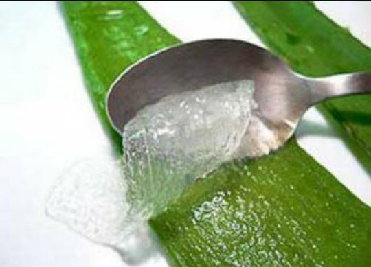 Güzel Ve Sağlıklı Saçların Gizli Sırrı: Aloe Vera!