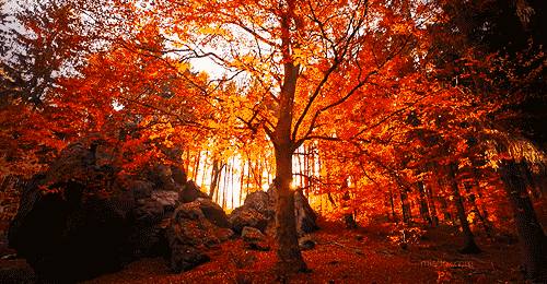 🍂🍁 Hüzün Dolu Mevsim ''SONBAHAR'' 🍁🍂