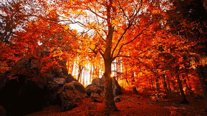 🍂🍁 Hüzün Dolu Mevsim ''SONBAHAR'' 🍁🍂