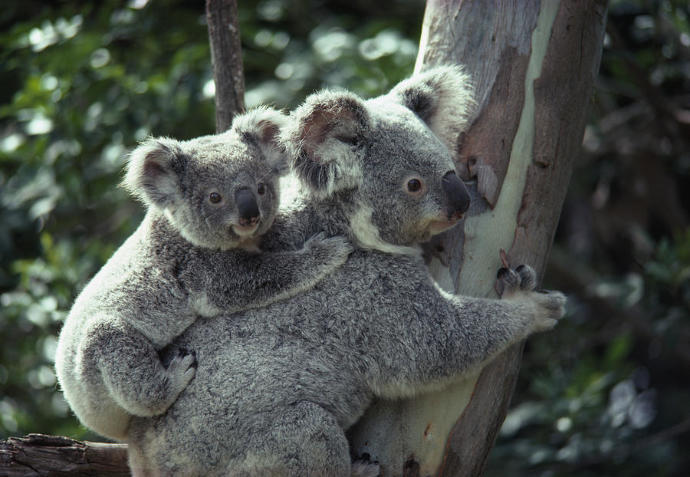 Kafası Kendinden Bile Güzel Olan Ponçik Hayvan : Koala 🐨