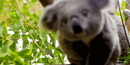 Kafası Kendinden Bile Güzel Olan Ponçik Hayvan : Koala 🐨