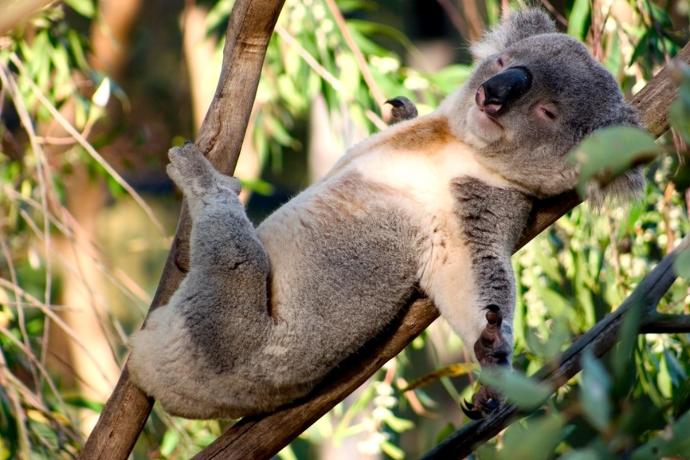 Kafası Kendinden Bile Güzel Olan Ponçik Hayvan : Koala 🐨