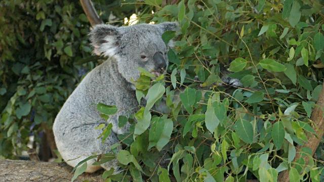 Kafası Kendinden Bile Güzel Olan Ponçik Hayvan : Koala 🐨
