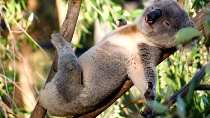 Kafası Kendinden Bile Güzel Olan Ponçik Hayvan : Koala 🐨