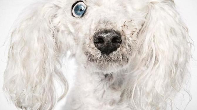 Terk Edilmiş Köpeklere Sıcacık Bir Yuva Bulmak İçin Yardımcı Olan Koca Yürekli Moda Fotoğrafçısıyla Tanışın