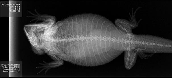 Hamile Hayvanların X-Ray Cihazındaki Muhteşem Görüntüleri