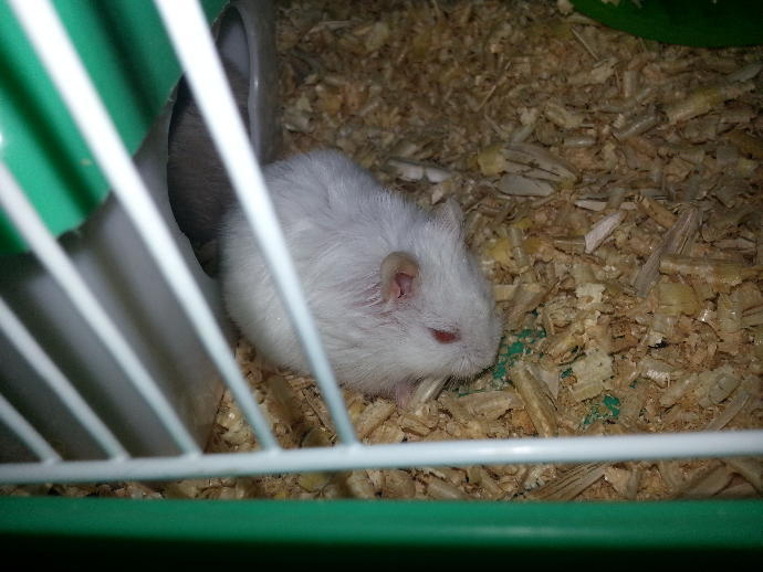 Hamsterlarımla Tanışın ve Onların Bir Gününe Şahit Olun!